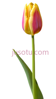 微观,郁金香花蕊,梦幻PNG