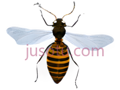 蜜蜂,卡通,黄色,黑色PNG