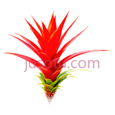 红色凤梨花PNG