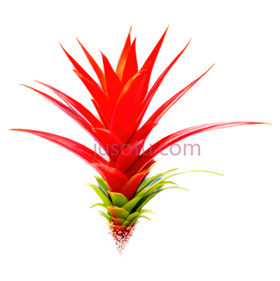 红色凤梨花, PNG