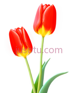 红色郁金香,盛开PNG