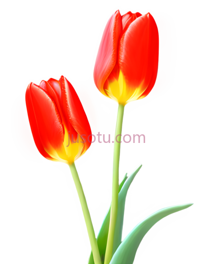 红色郁金香,盛开, PNG