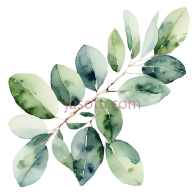 桉树枝,象牙绿, PNG