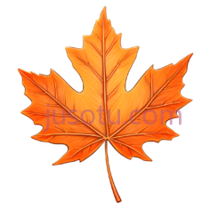 枫叶,插画,橙色PNG