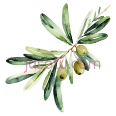 橄榄枝,绿色PNG