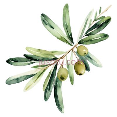 橄榄枝,绿色, PNG