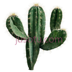 植物叶片,仙人掌PNG
