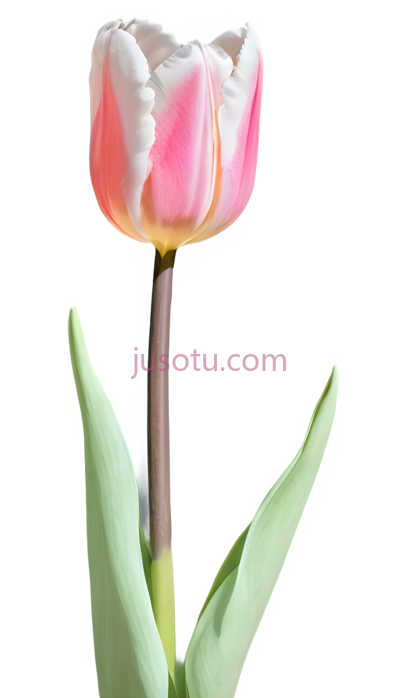郁金香,粉色,白色, PNG
