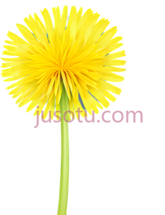 黄色,蒲公英PNG