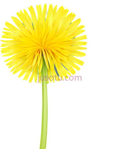 黄色,蒲公英, PNG