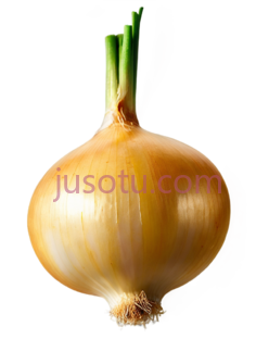 黄色洋葱PNG