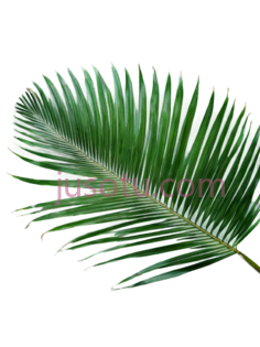 椰树叶片PNG