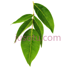 芒果叶PNG