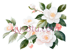 棕榈藤,白山茶花, PNG