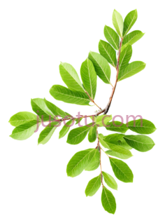 榆树枝PNG