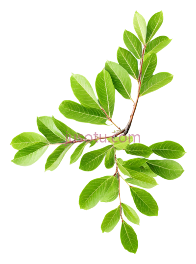 榆树枝, PNG