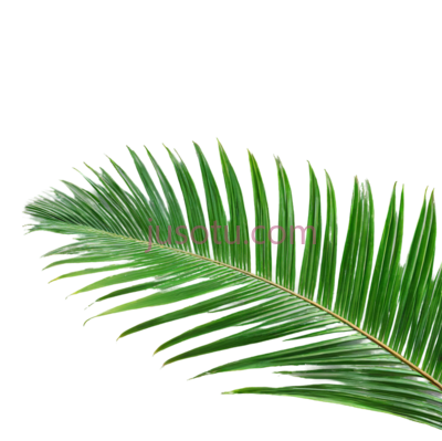 棕榈叶,叶片,自然, PNG