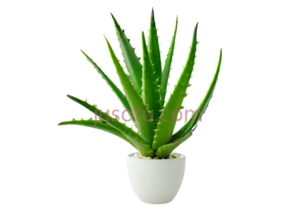 芦荟, PNG