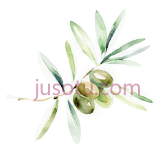 橄榄枝,水彩画,绿色,黑色PNG