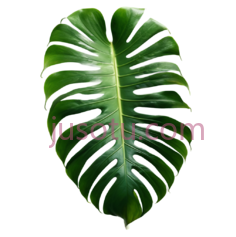 龟背竹叶PNG