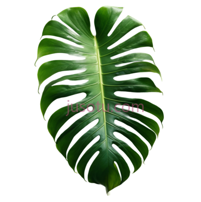 龟背竹叶, PNG