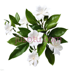 花园茉莉花PNG