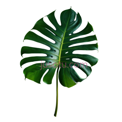 龟背竹叶, PNG