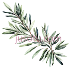 橄榄枝, PNG