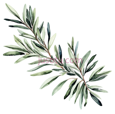 橄榄枝, PNG