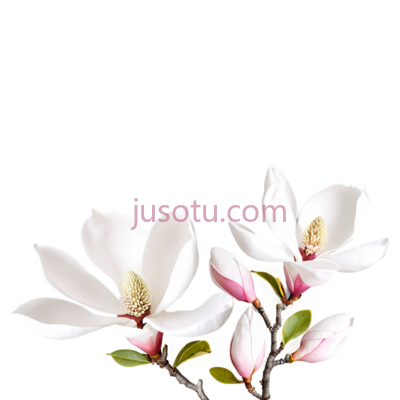 花朵,玉兰, PNG