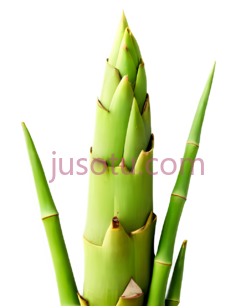 竹笋PNG