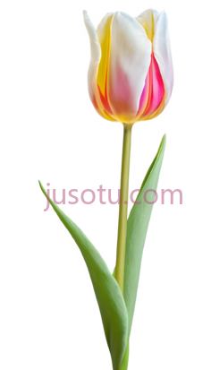 郁金香花瓣PNG
