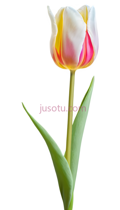 郁金香花瓣, PNG