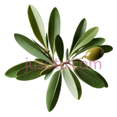 橄榄叶, PNG