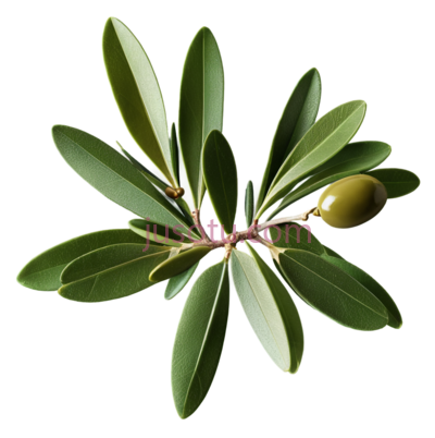 橄榄叶, PNG