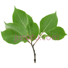 树叶,自然,绿色PNG