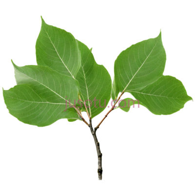 树叶,自然,绿色, PNG