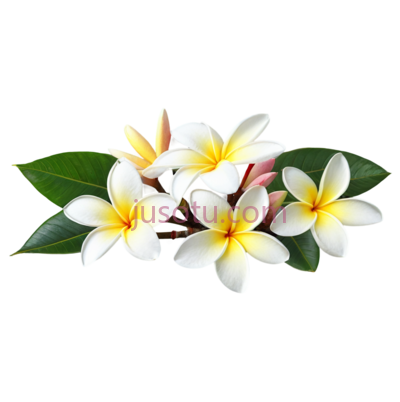 鸡蛋花树, PNG