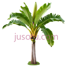 芭蕉树,卡通,绿色, PNG