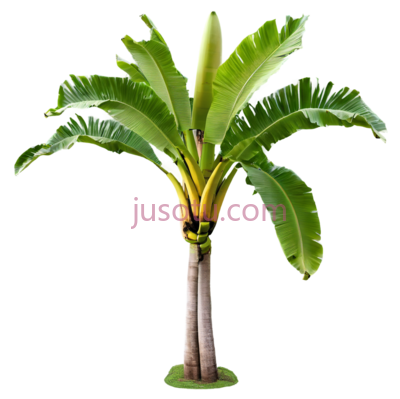 芭蕉树,卡通,绿色, PNG