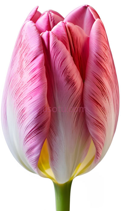 郁金香花瓣, PNG