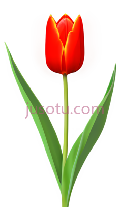 红色郁金香PNG
