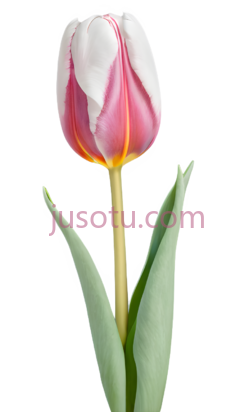 郁金香花瓣,亮泽PNG