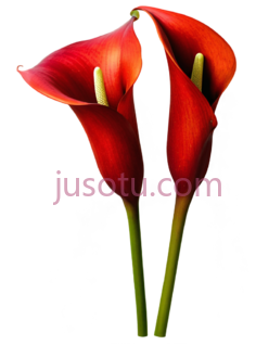 红马蹄莲,花 PNG
