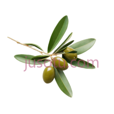 橄榄枝,绿色PNG
