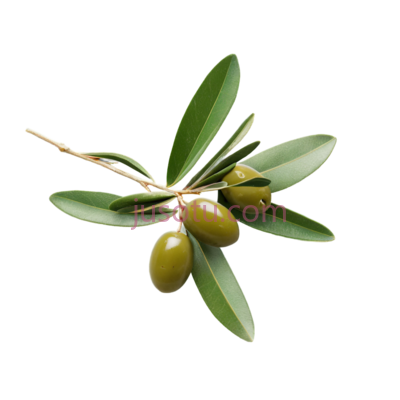 橄榄枝,绿色, PNG