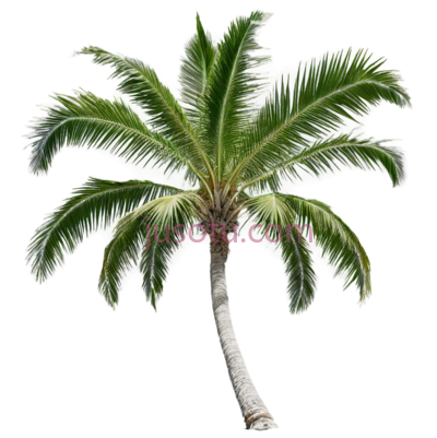 绿色,棕榈树, PNG