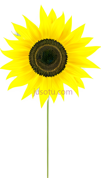 向日葵,抽象, PNG