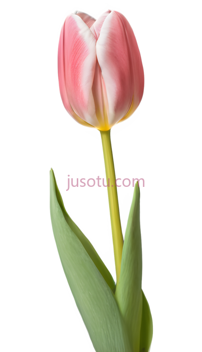 郁金香花瓣, PNG