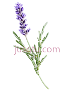 薰衣草,枝条PNG
